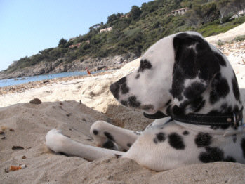 Dalmatiner Yuna am Strand